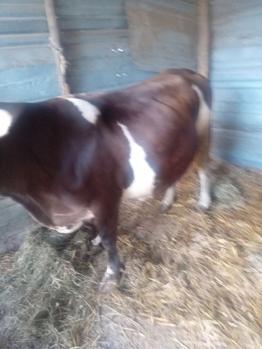 Vaca Bălțată romaneasca