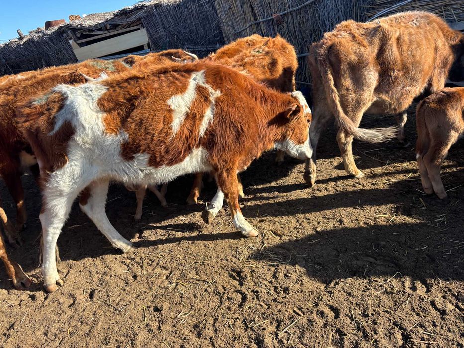 Шаруа қожалығы сатылады / Продается крестьянское хозяйство