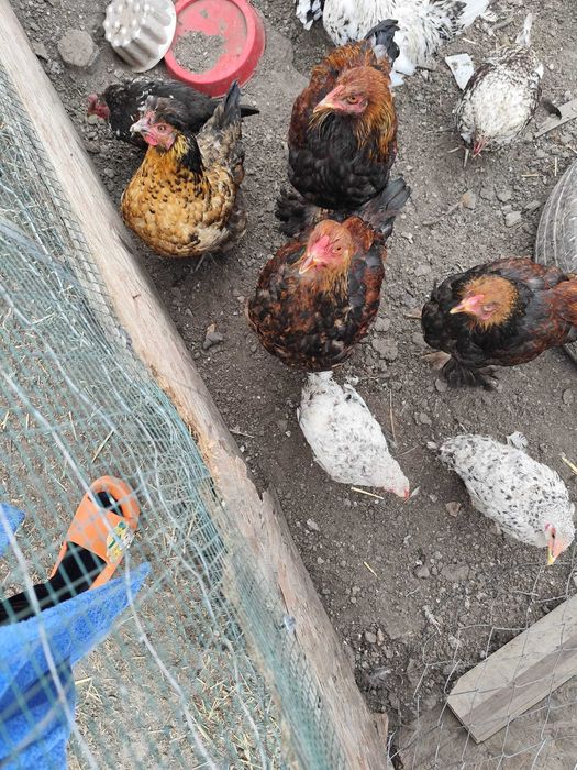 Vând păsări Brahma în Arad