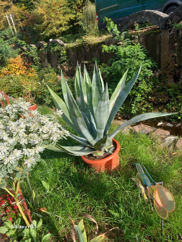 Vând aloe Vera  una mai mare și una mai mica