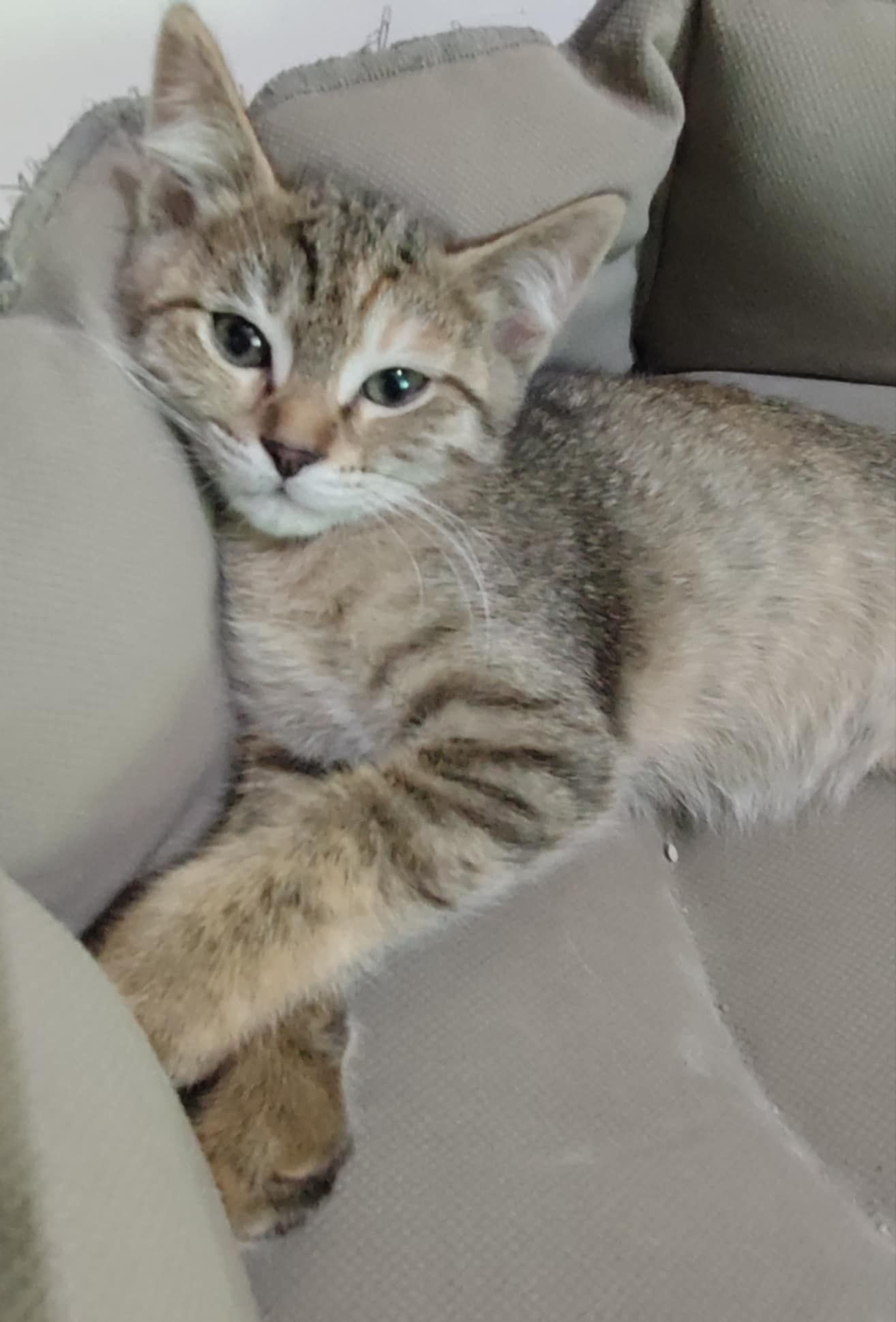 Отдам мамочку и котенка
