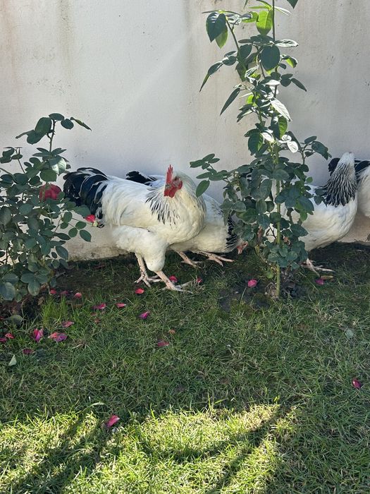 Cocosi sussex de vanzare