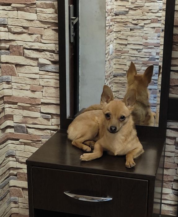 Мальчик той терьер ищет невесту