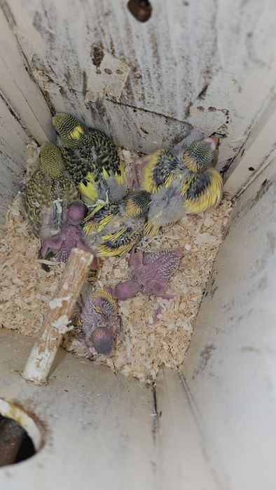 Papagali de crescătorie