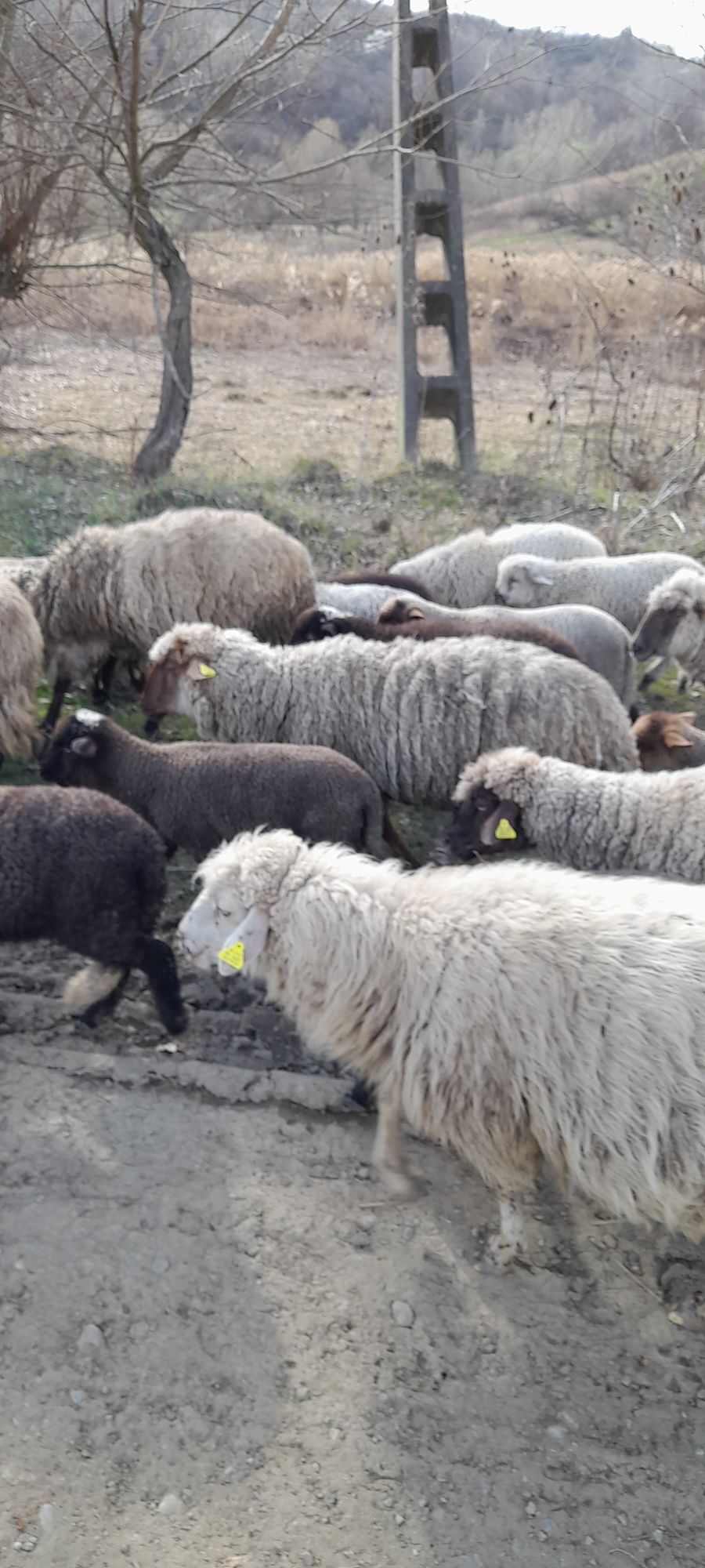 Oi de vanzare 80 de oi si 80 de miei