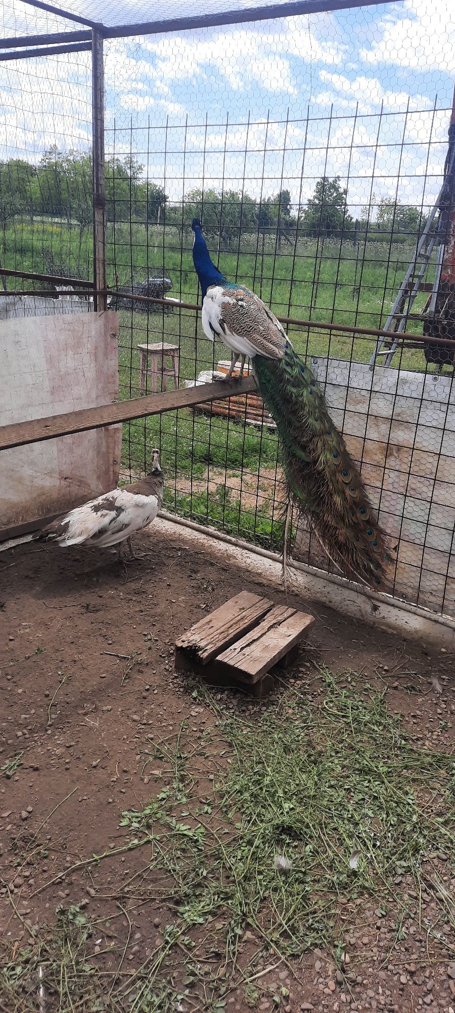Vând pauni ,ouă și puișori