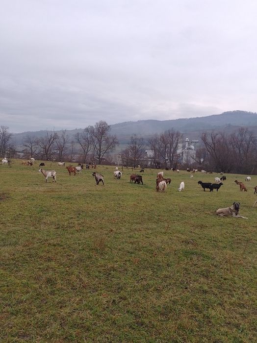 Vând 30 de capre carpatine doar tot efectivul