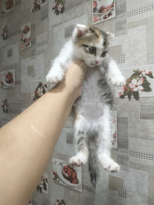 Отдам котенка в добрые руки