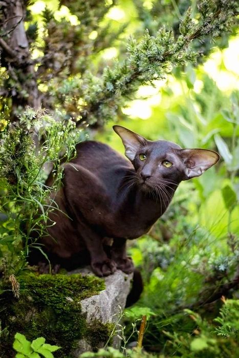 Шоколад - ORIENTAL - котик