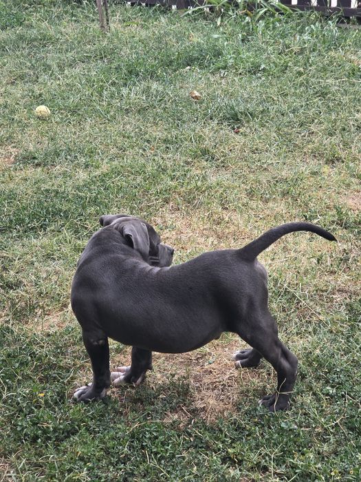 American Bully Pocket – 3 luni jumate, Bloodline de Top