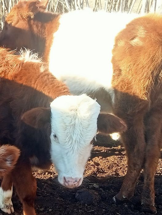 Коровы  с телятами