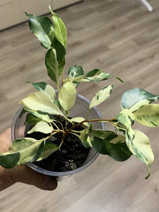 Фикус Кёрли -КАРАГАНДА