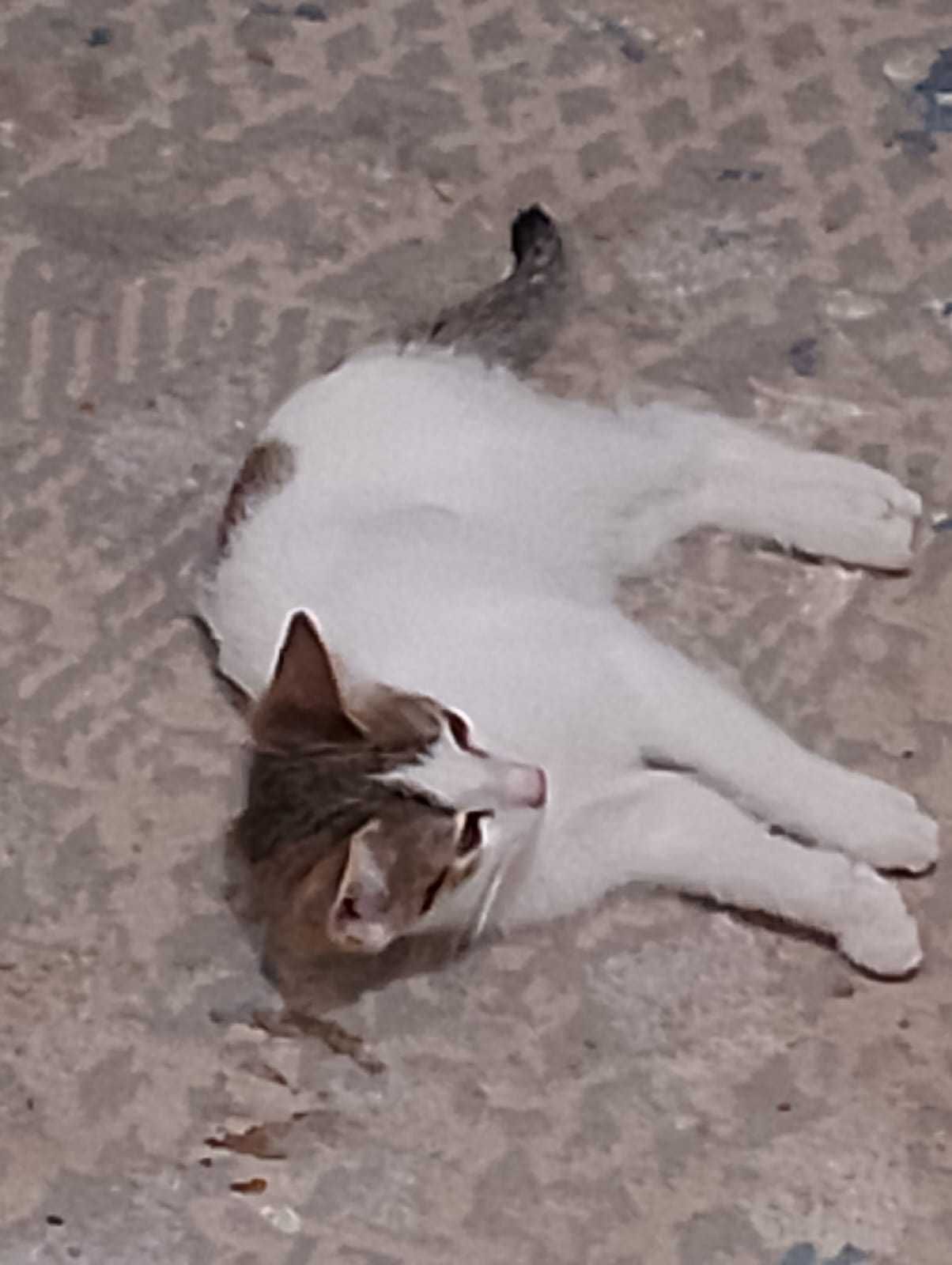 Марғаулар котяты
