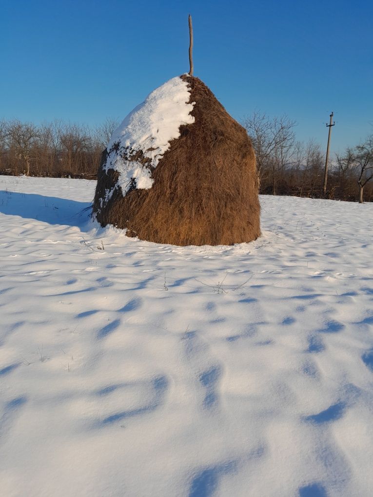 Vând 5 clăi de fân