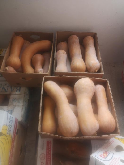 Продавам Тикви цигулки цена 0.80лв./0.41€e