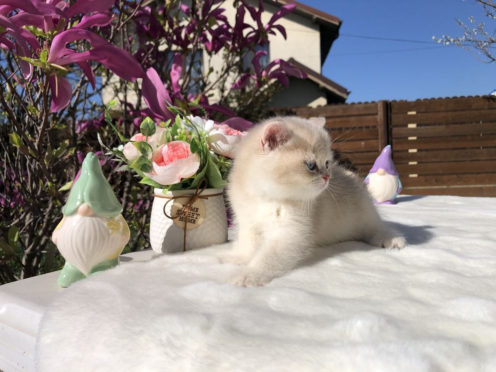 Baietel British Shorthair Chinchilla Golden Blue ay 12. Superb!