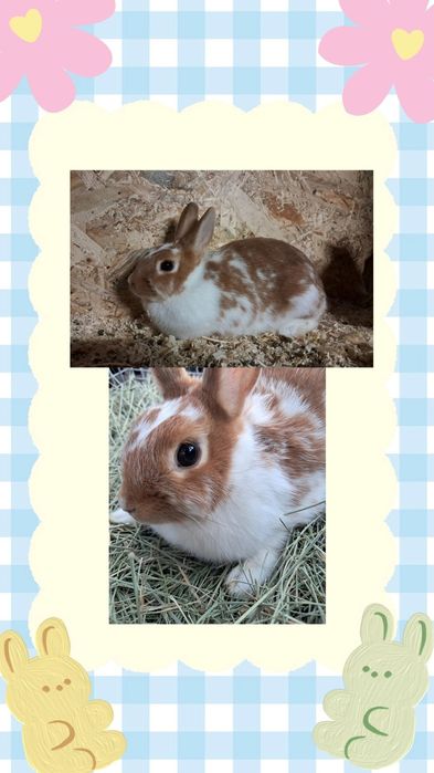 Iepuri pitici de companie