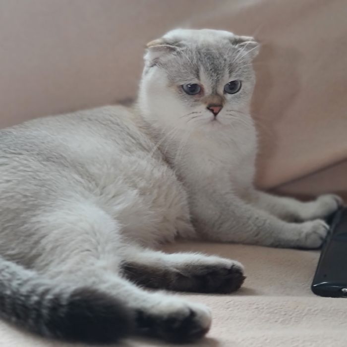 Donez pisica adulta Scottish fold