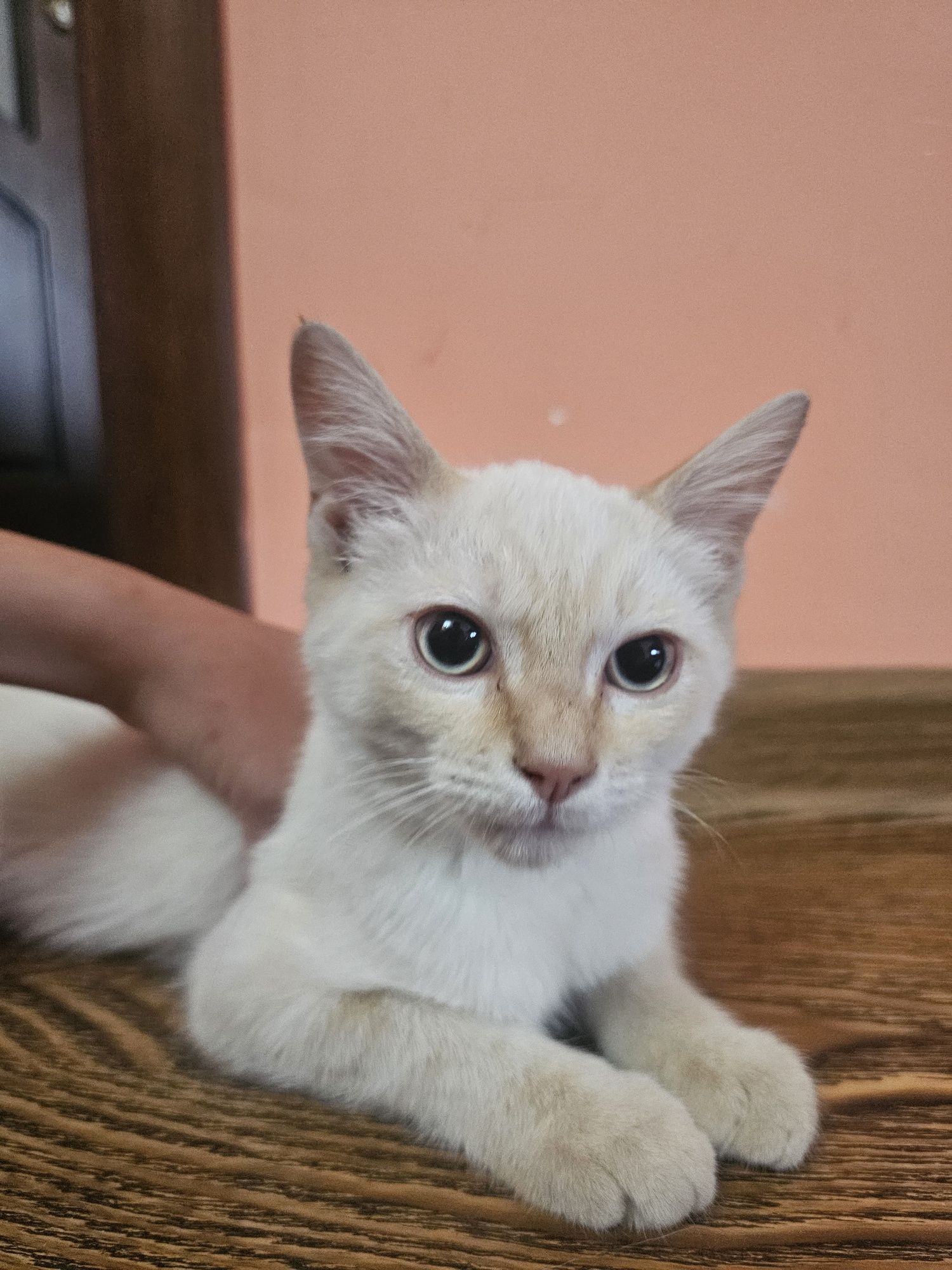 Котенок ищет новый дом!
