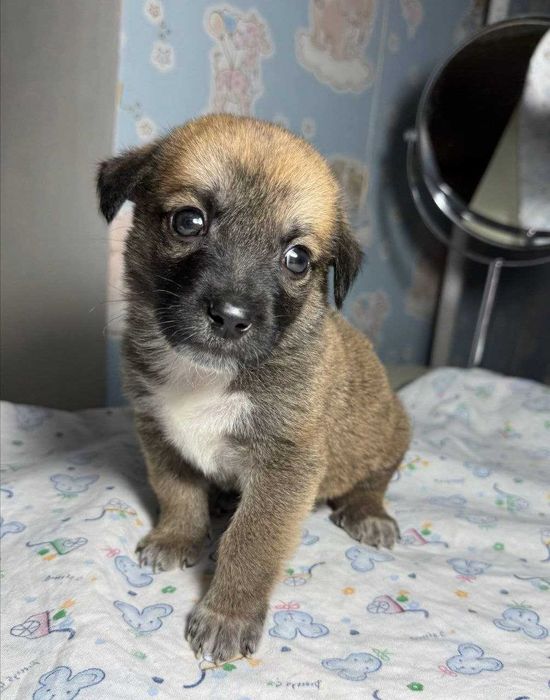 Отдам щенят в добрые руки