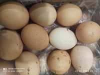 Продам яйца домашним крупные 800т 10шт