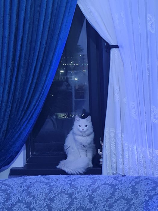 Tureskiy angora. 1 yosh