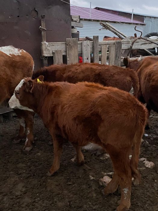 2 бұзау сатылады