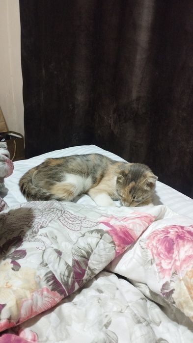 Продам шотландскую вислоухую кошечку, 1 год нежная и спокойная