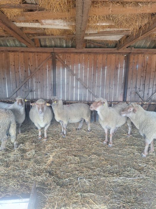 Vând oi reformă rasa Țigaie Ruginie