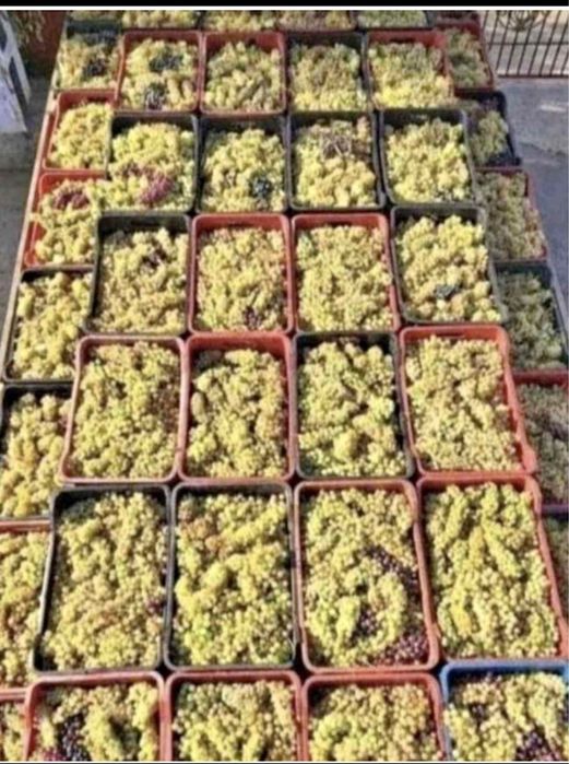 Vand struguri de vin