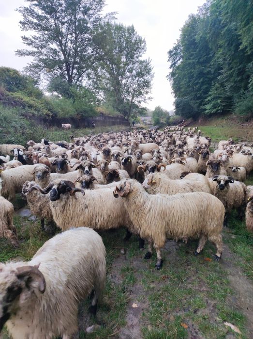 Oi grase de vânzare