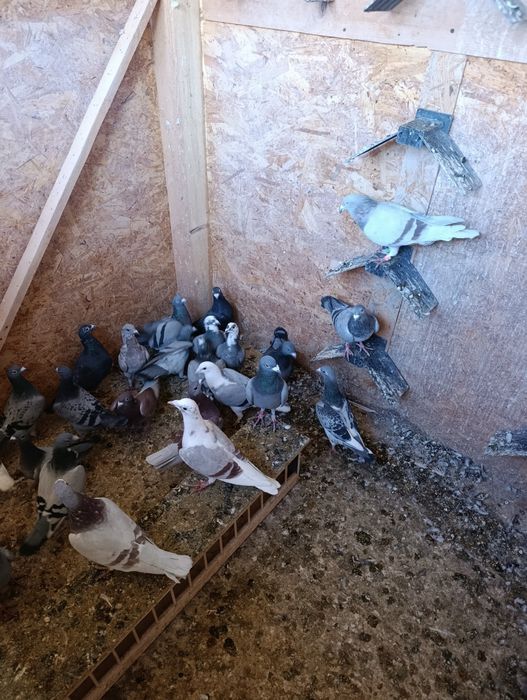 Vând porumbei voiajori