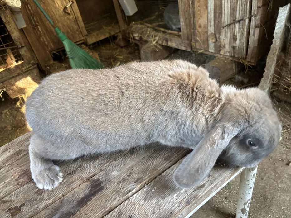 Iepuri  berbec german