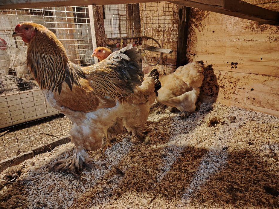 Брама колумбийская,