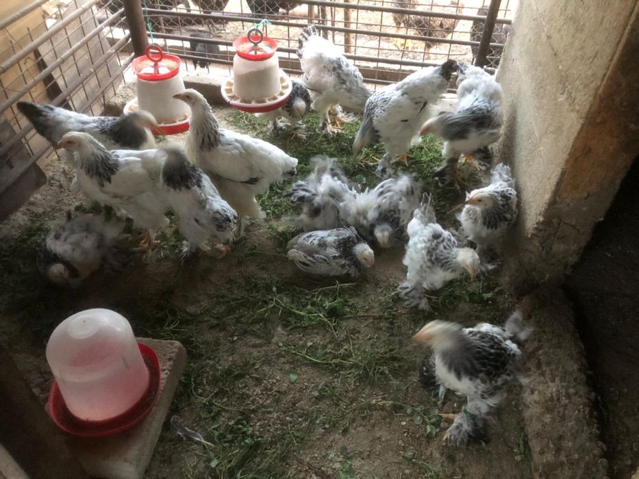 Pasari brahma herminat deschis de vanzare