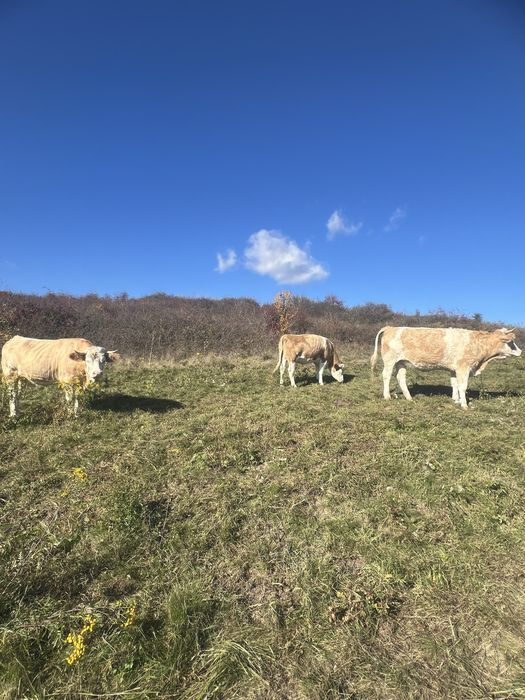 vand juninci la prima fatare