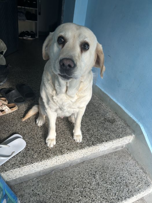 Разходка на кучета с грижа и любов – София и околности