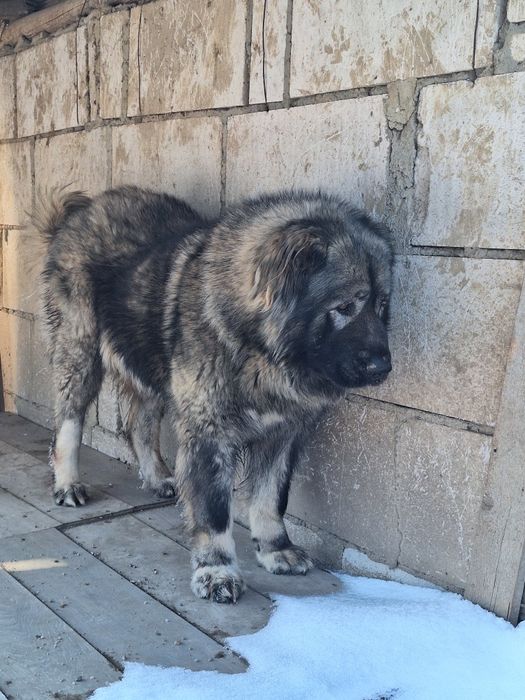 Femelă ciobanesc caucazian