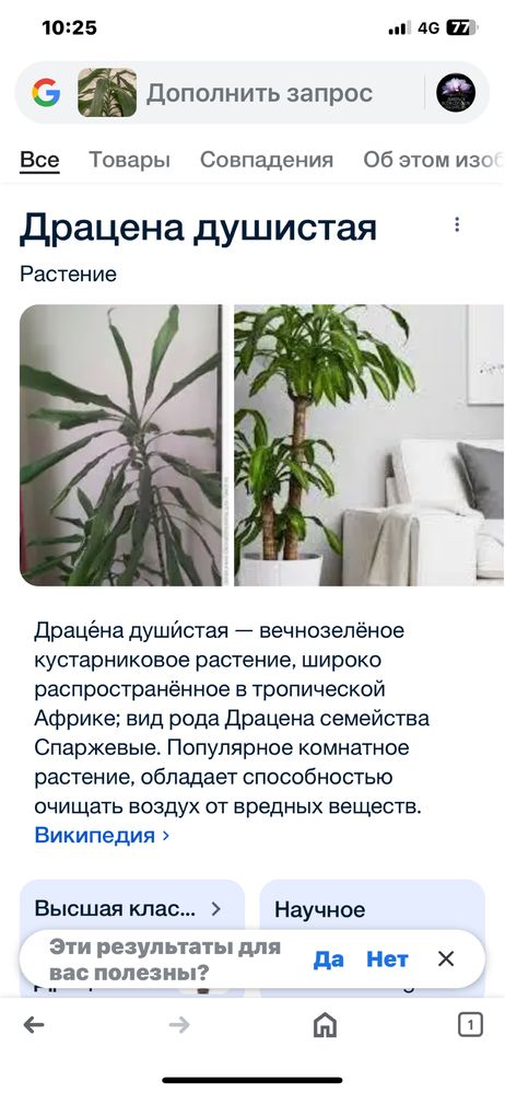 Комнатные цветы