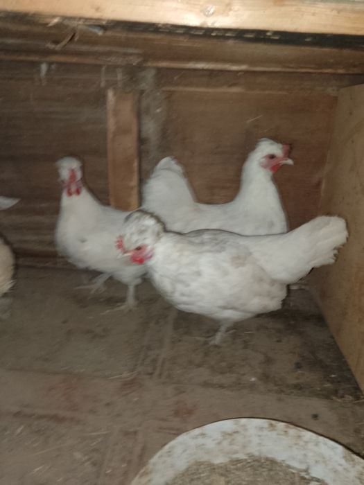 Султанка. Карлик.