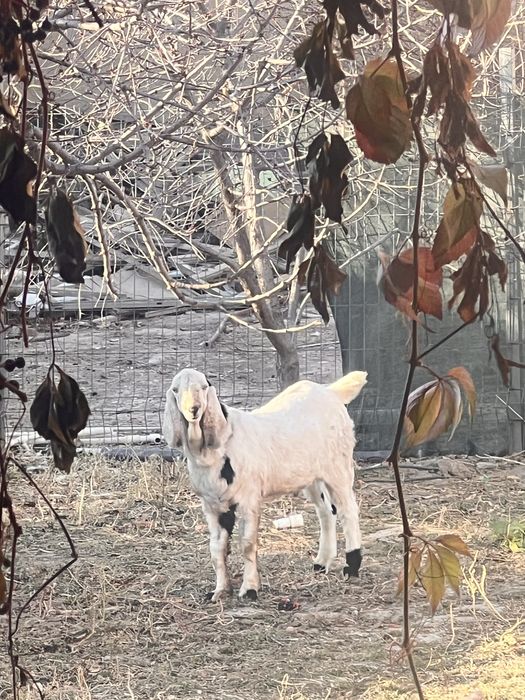 echkiga o’xshidigan jonzot zotdor 8 oylik