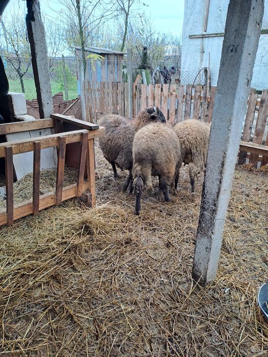 vând 9 miele și 1 berbec  mielele sunt gestante
