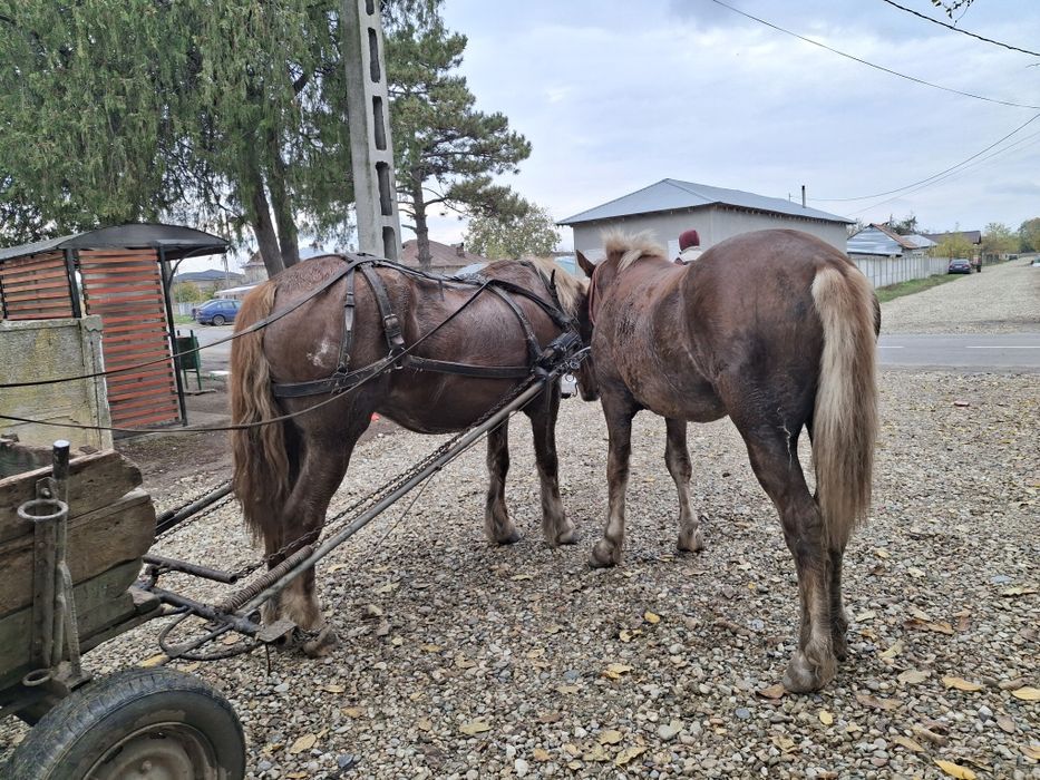 Vânzare caii Teleorman