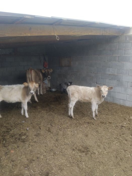 Сиыр сауын буаз 4туған