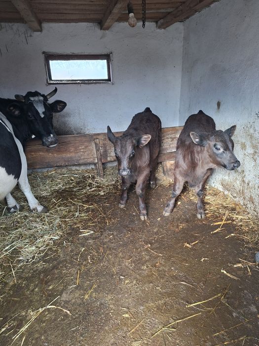 Vand vaca cu viteii langa ea