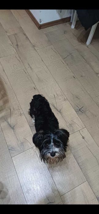 Продава се Бивер йорки