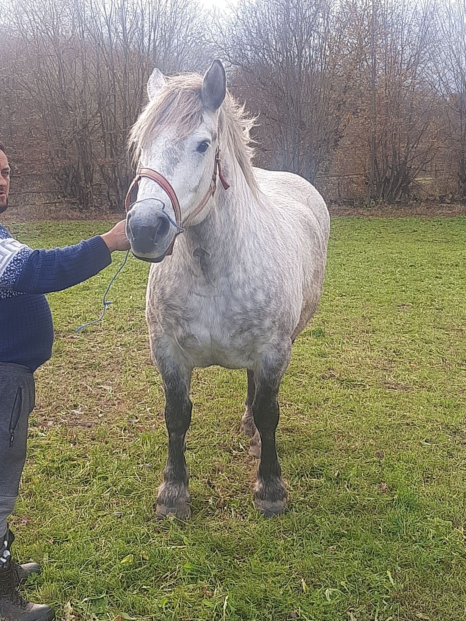 Iapa de vanzare de 5 ani cu pasaport