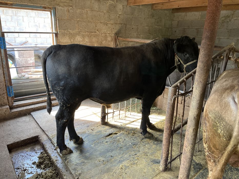 Продам быка, ангус 1,5 года