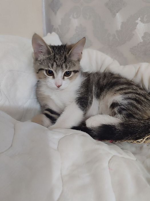Милый котёнок, 2 мес., обработан, лоток+