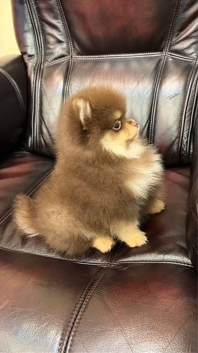 Мини померанский шпиц!